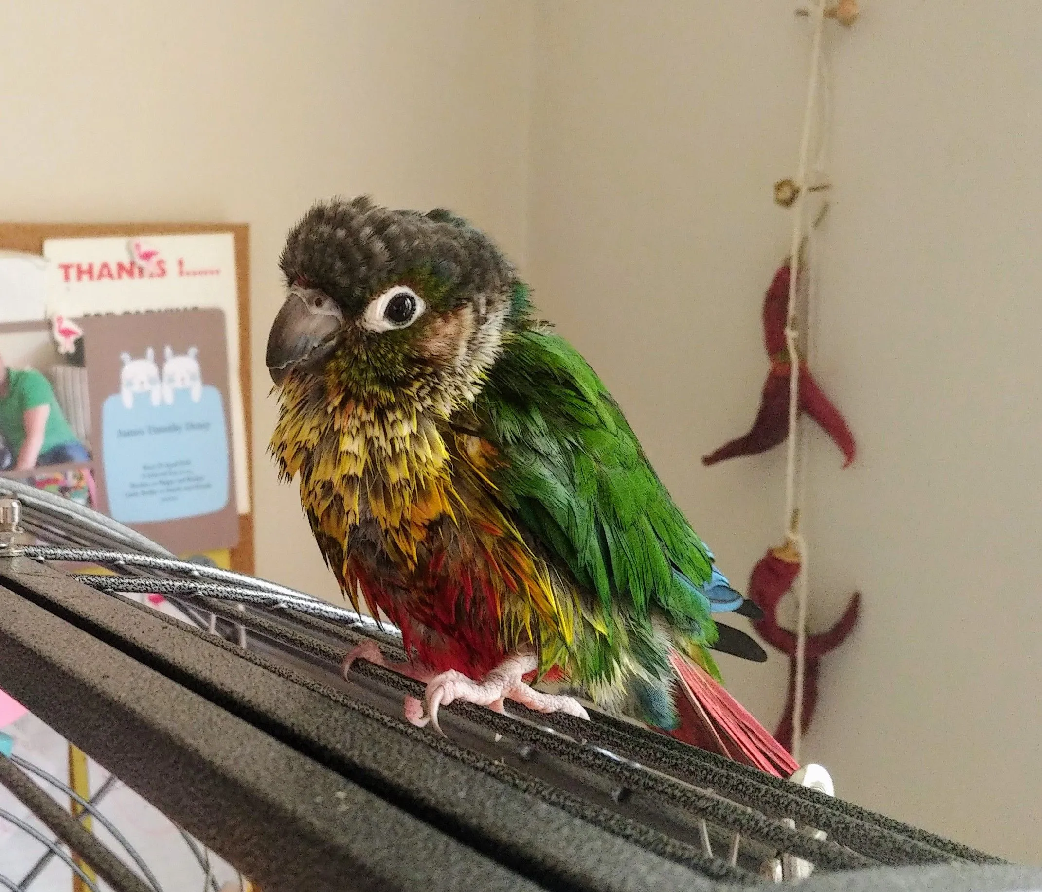 Gino Conure