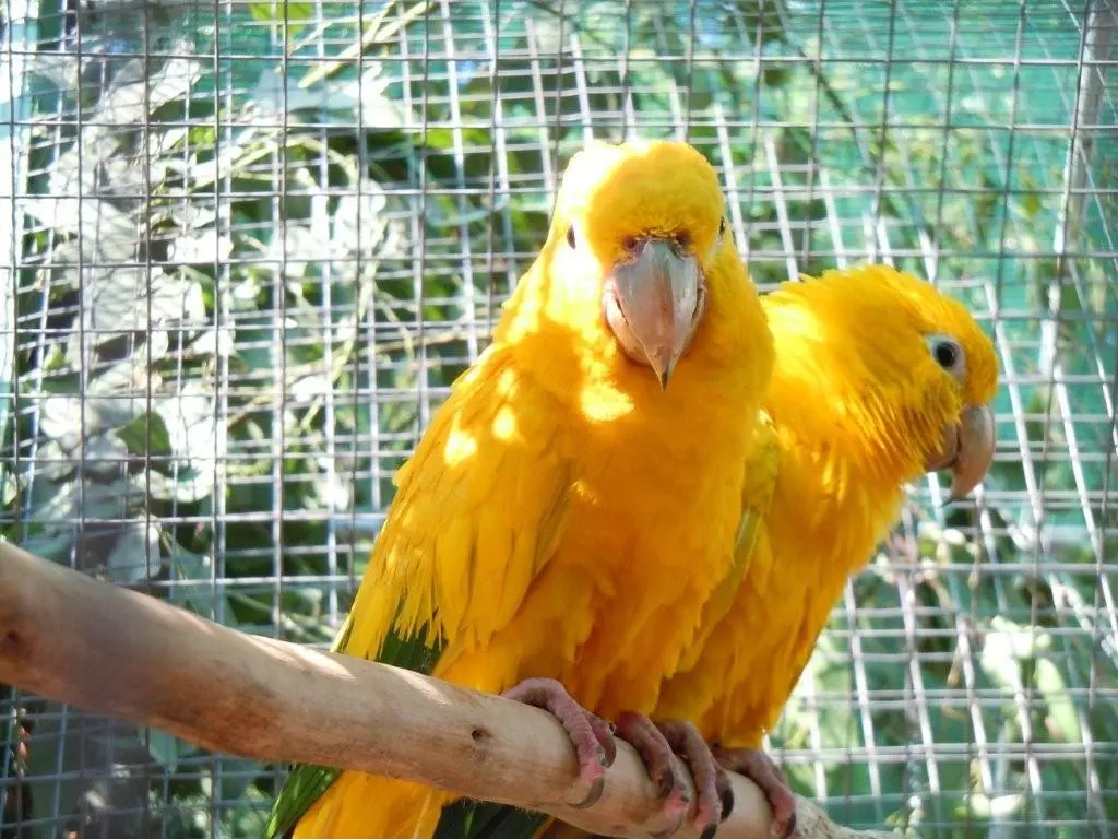 Golden Conures