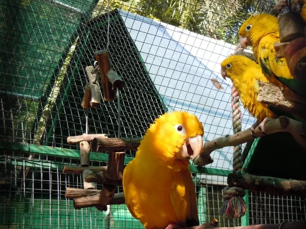 Golden Conures