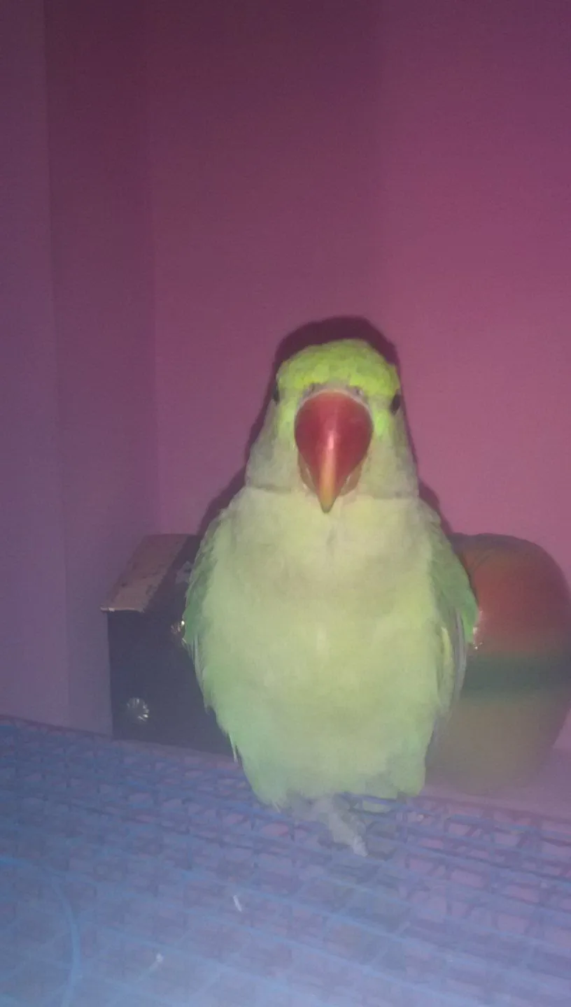 Golu The Alexandrine Baby