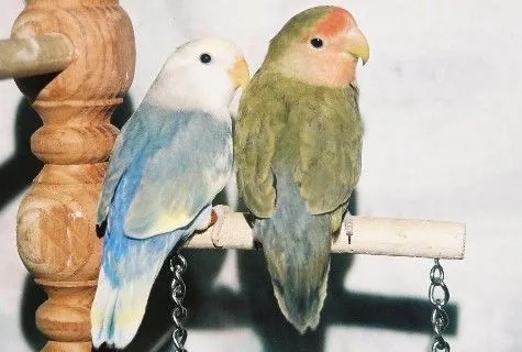 Gracie &amp; George