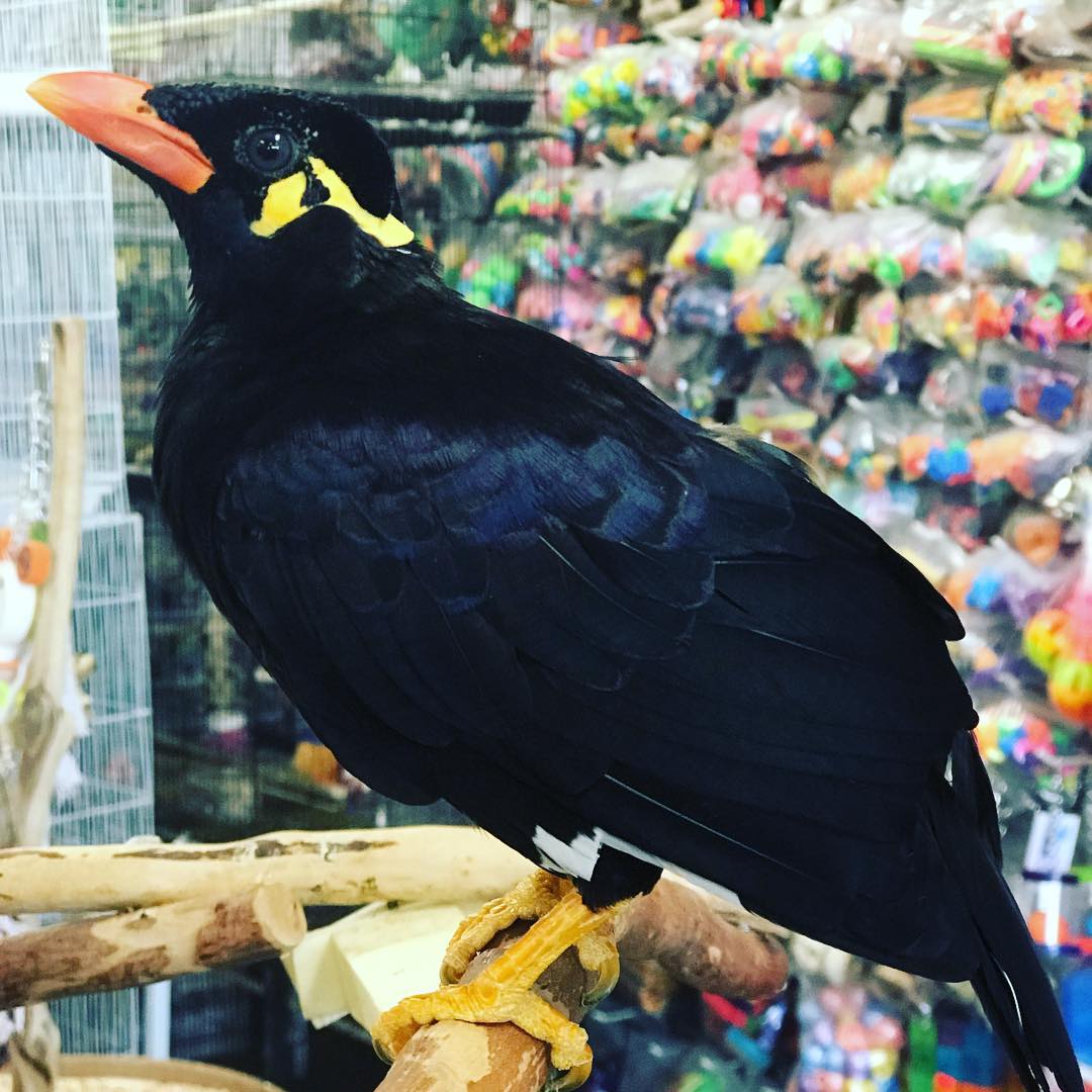 Greater Indian Hill Mynah