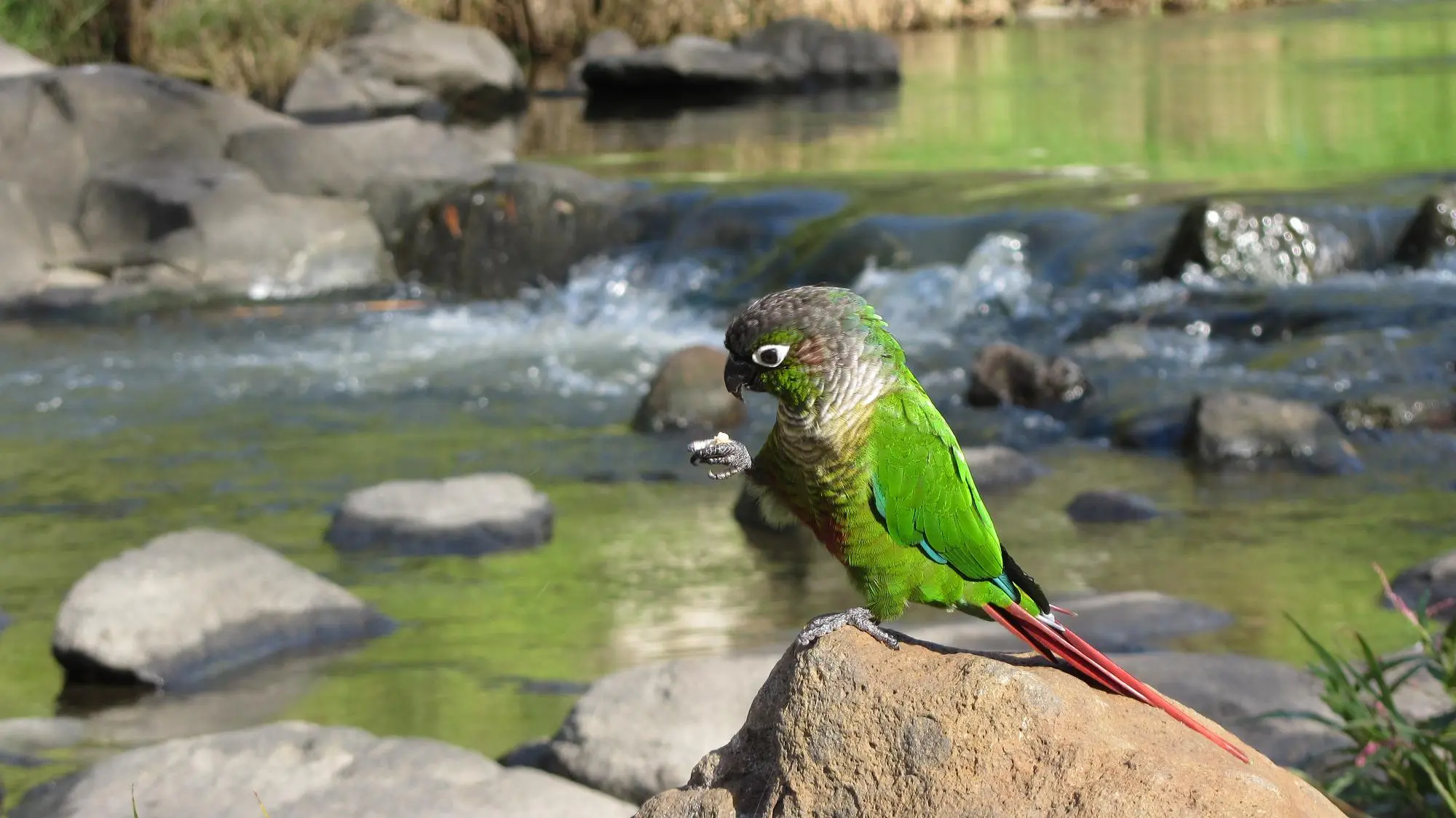 Green Cheek Conure