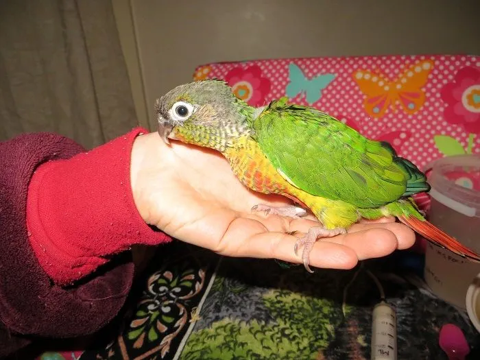 Green Cheek Conure