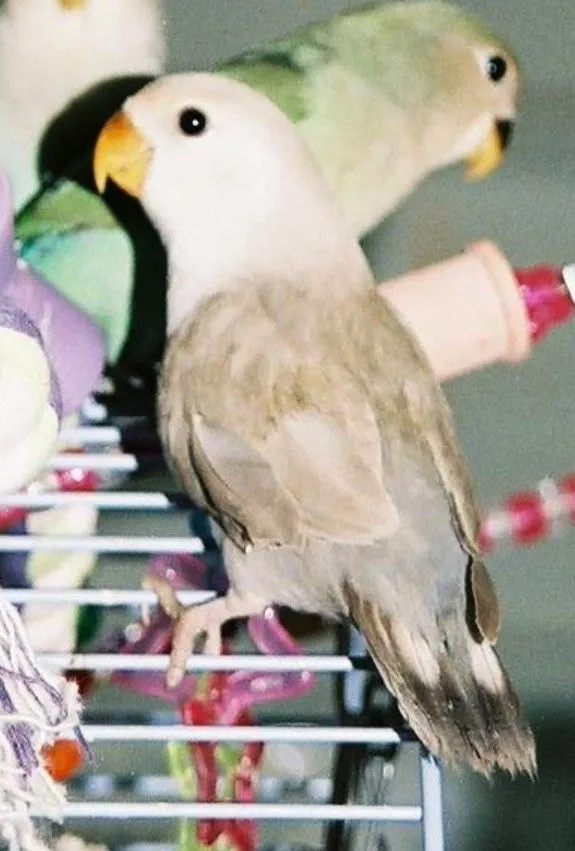 Grey Peachfaced Lovebird
