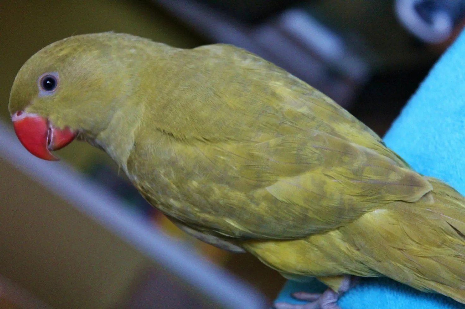 Guchie Baby Indian Ringneck