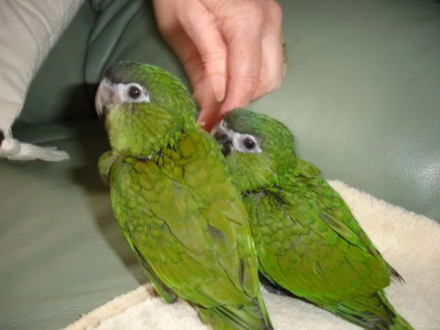 hahns macaws