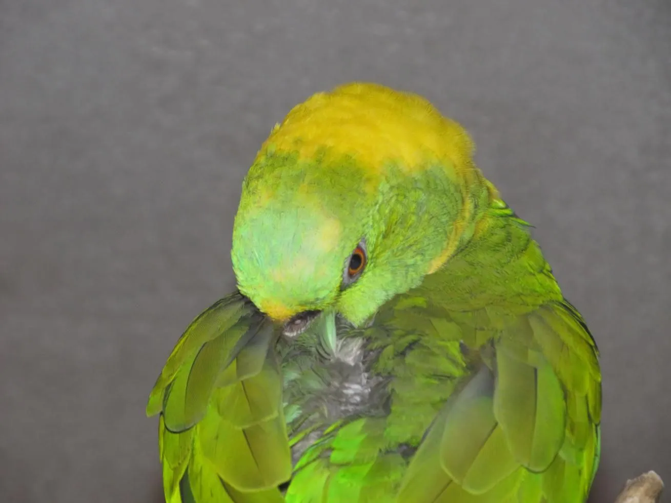 Hawks and Jake 088.webp