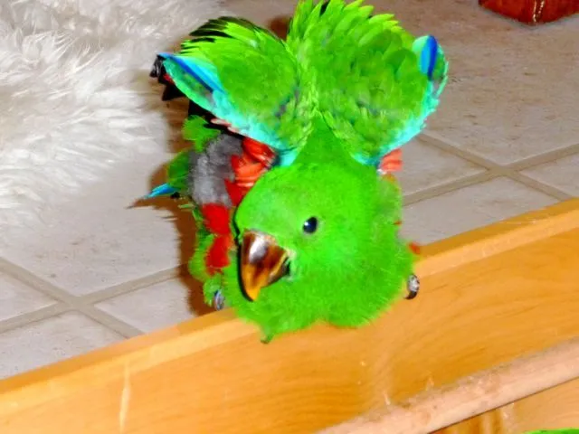 Helo - Baby Si Male Eclectus