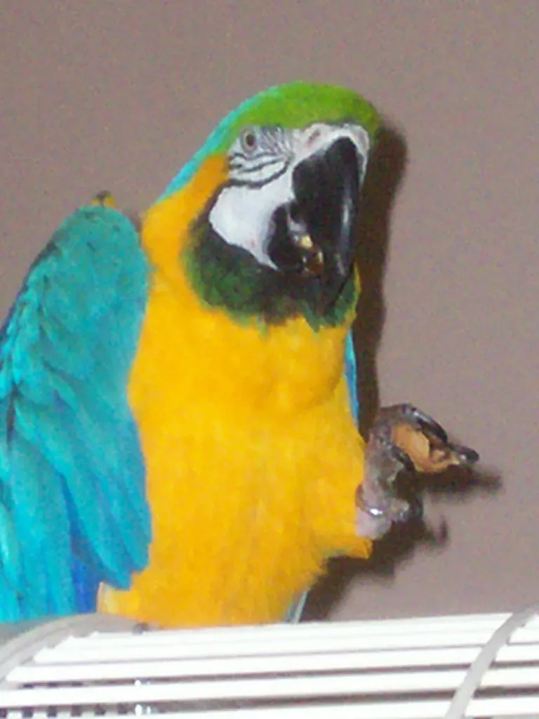 Holly, B&amp;g Macaw