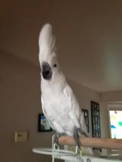 houdini.jpg