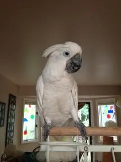 Houdini