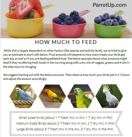 How much to feed your parrot.webp