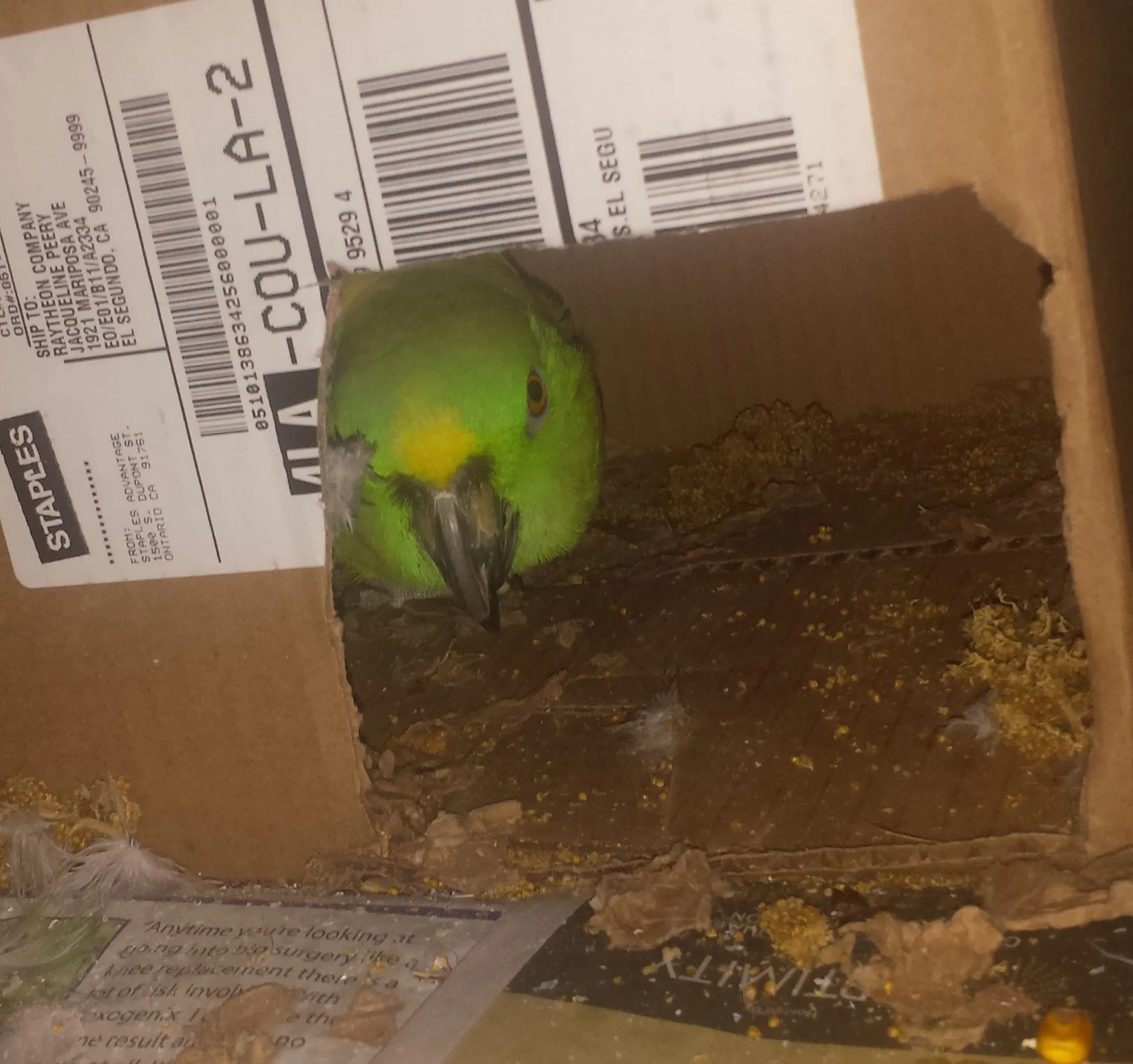 I Like To Play House