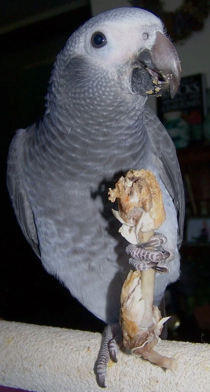 I Love Chicken Wings