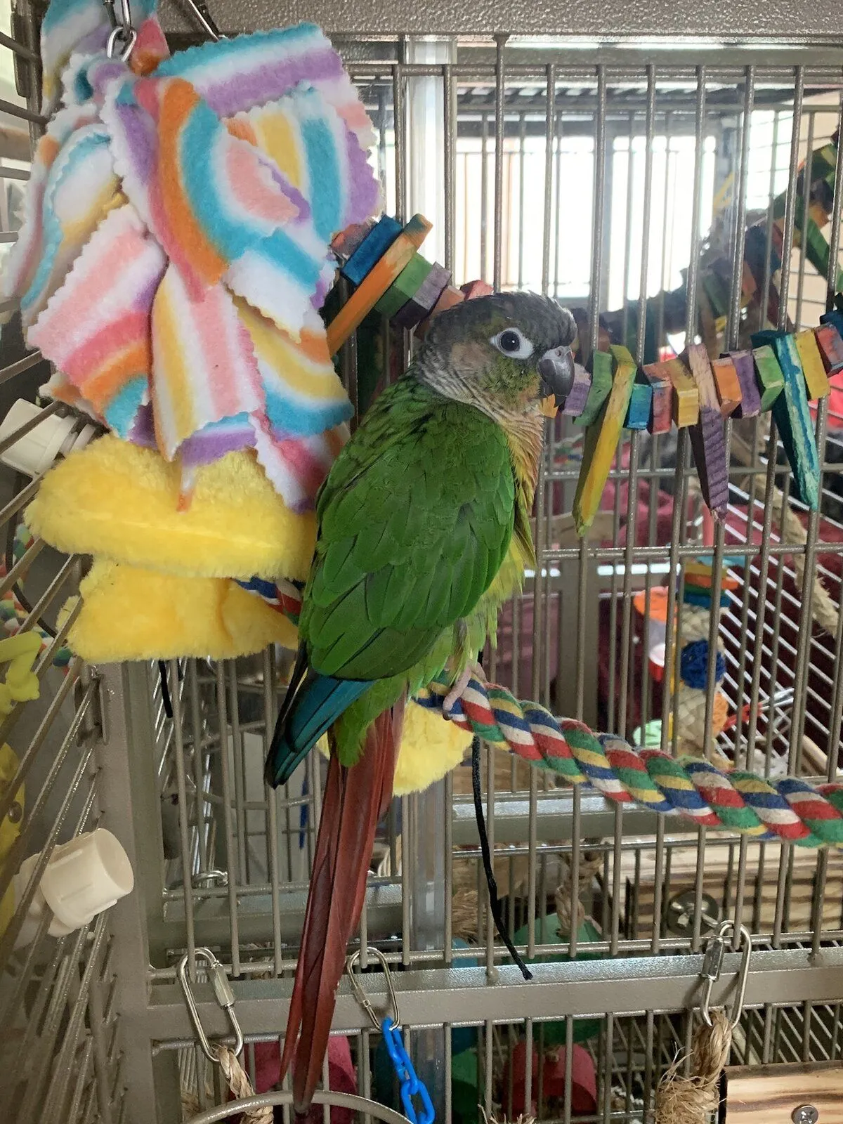 I might be a little biased but this bird is the cutest bird ever!