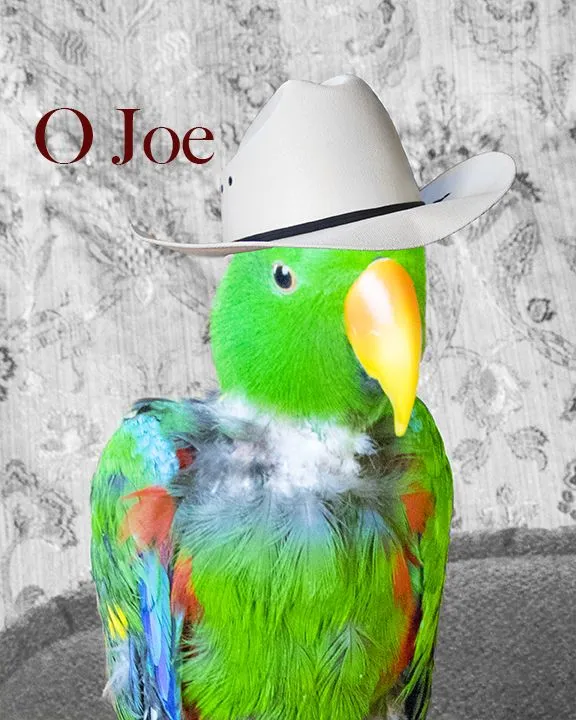 I Wanna Be A Cow-bird