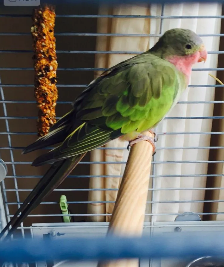 Identify Bird Photos