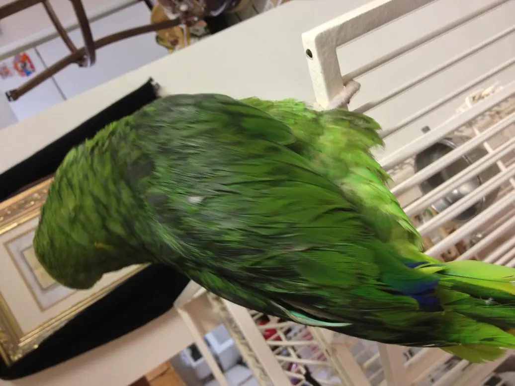 image.webp