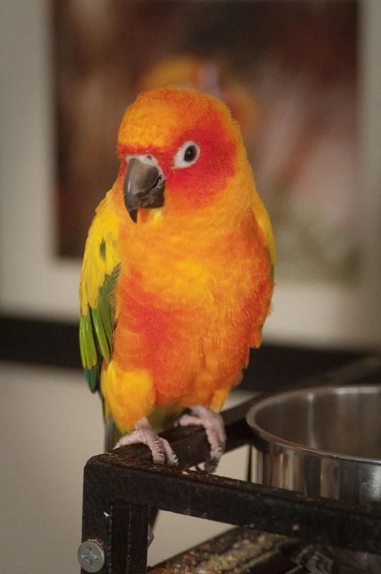 image.webp