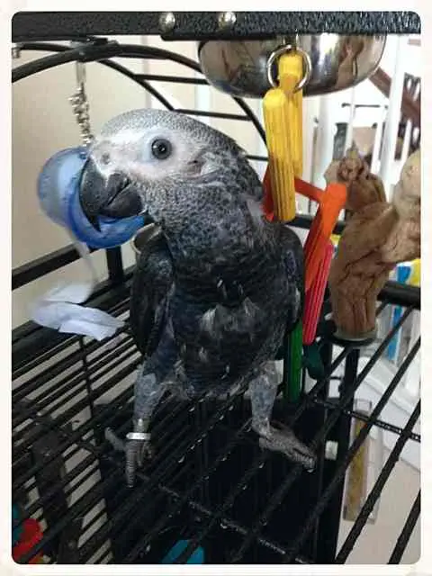 ImageUploadedByTapatalk 21375572434.541732.webp