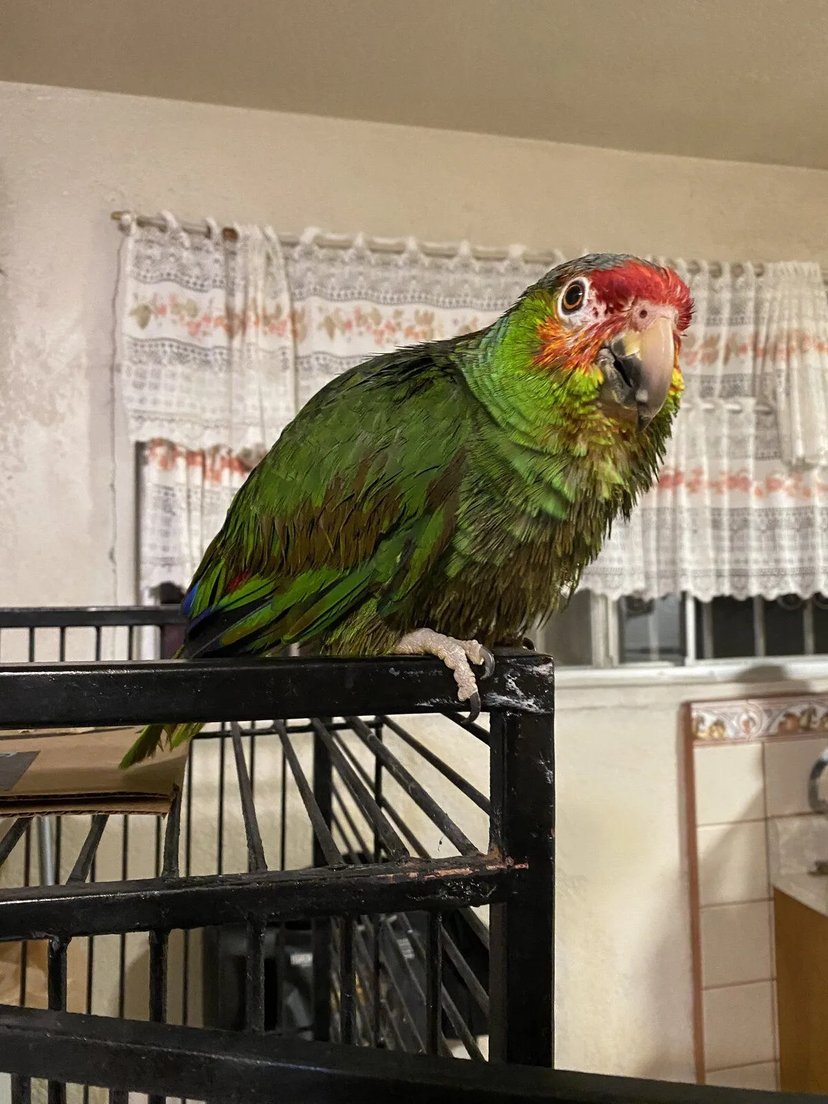 IMG-7244.webp