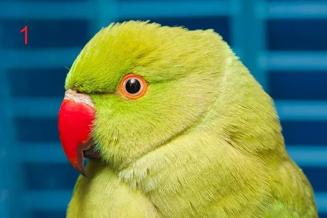 Indian Ringneck Age Identification