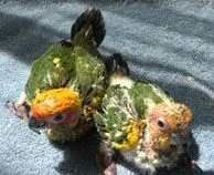 Jack &amp; Bobby, 5-1