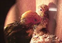 Jack &amp; Bobby, 5-6