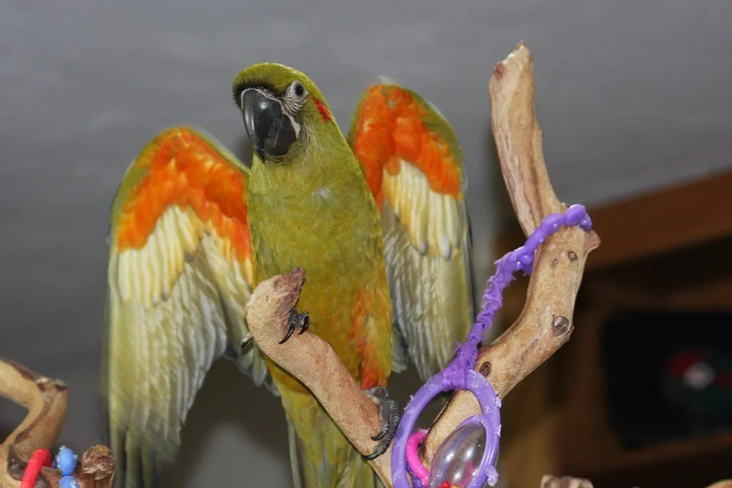 Jade 11 23 2009 1 13 08 Pm