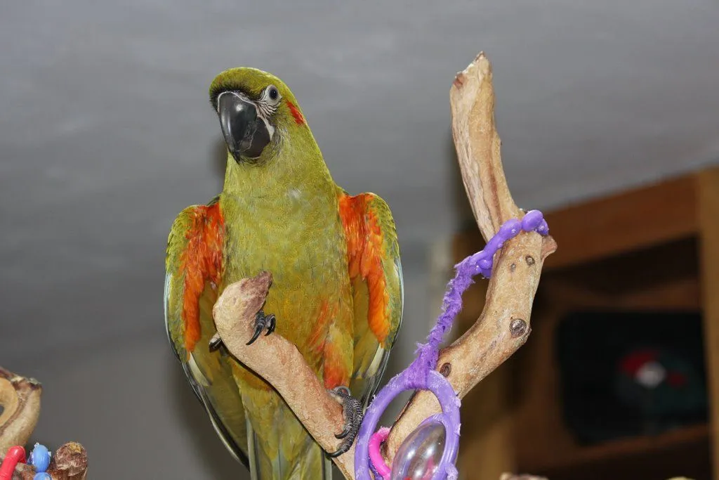 Jade 11 23 2009 1 13 8
