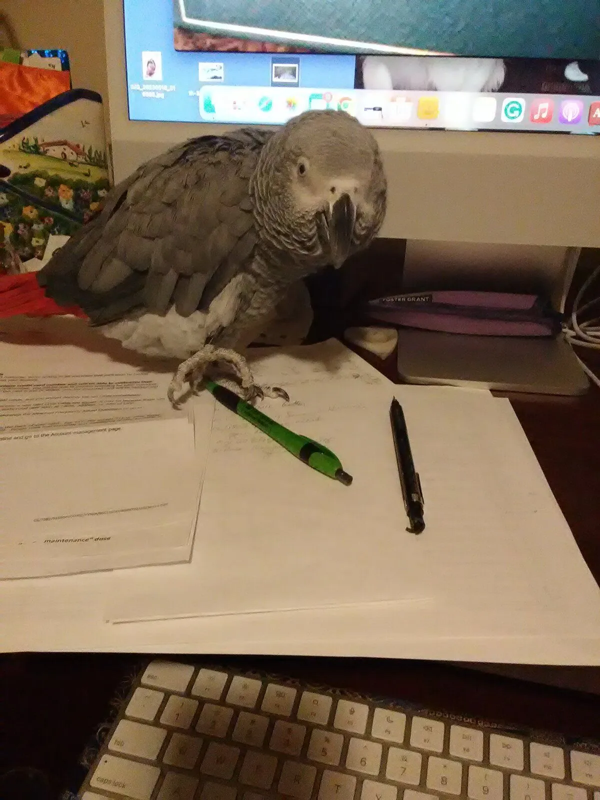 Jingles at computer.jpg