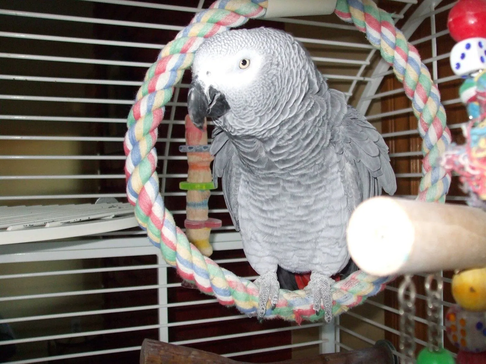 Jingles on swing.jpg