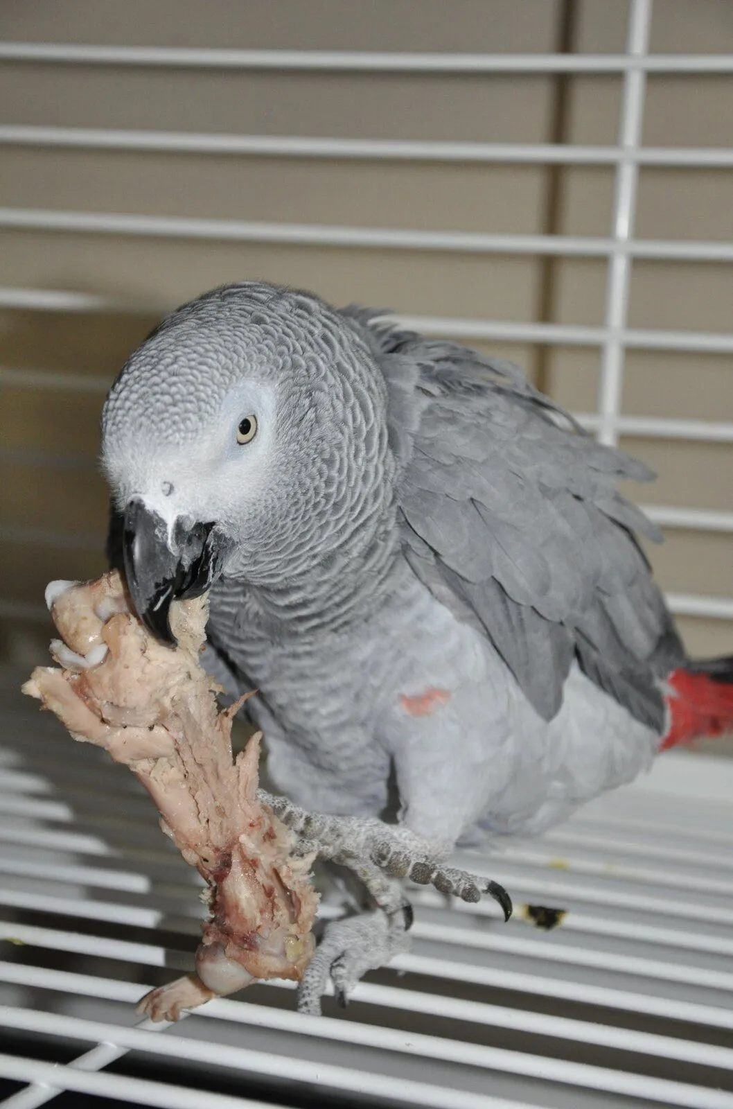 Jingles -turkey bone.jpg