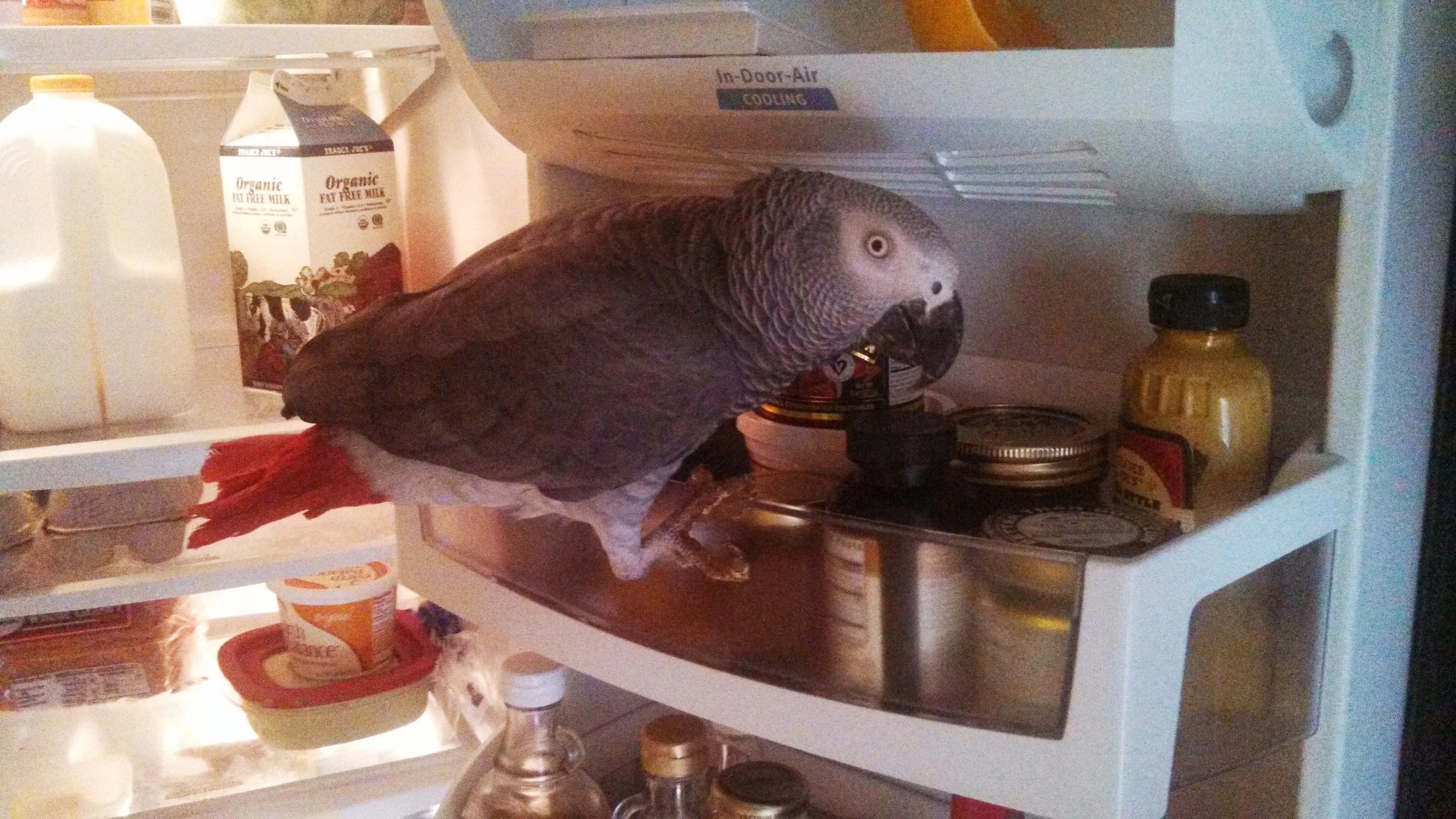 Joey In Fridge