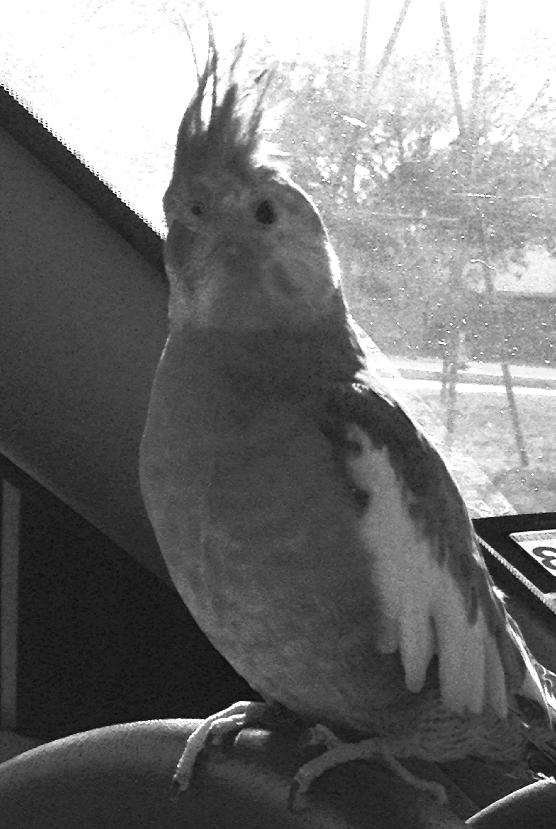 Juliette