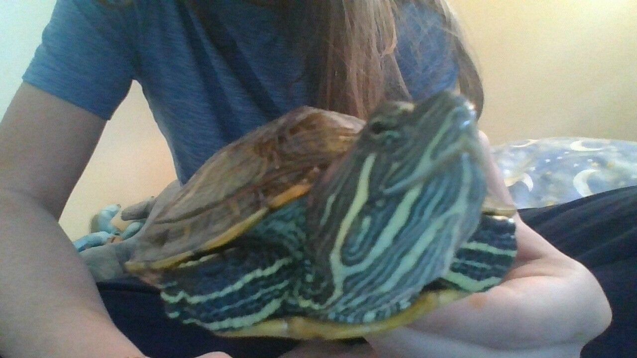 July the turtle
