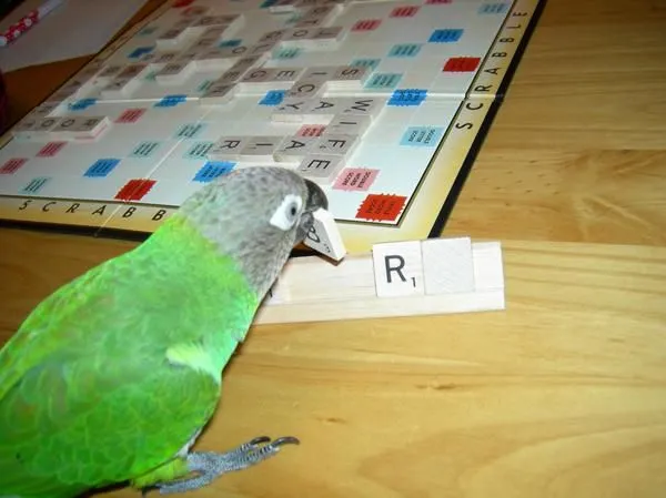 Kickin' Some Tail Feather In Scrabble