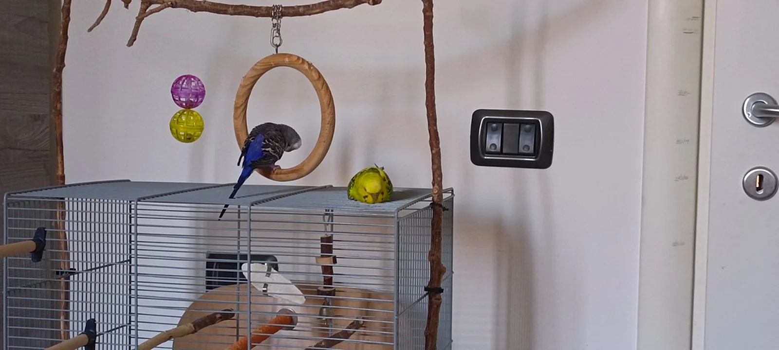 Kiko and Kiwi sleeping