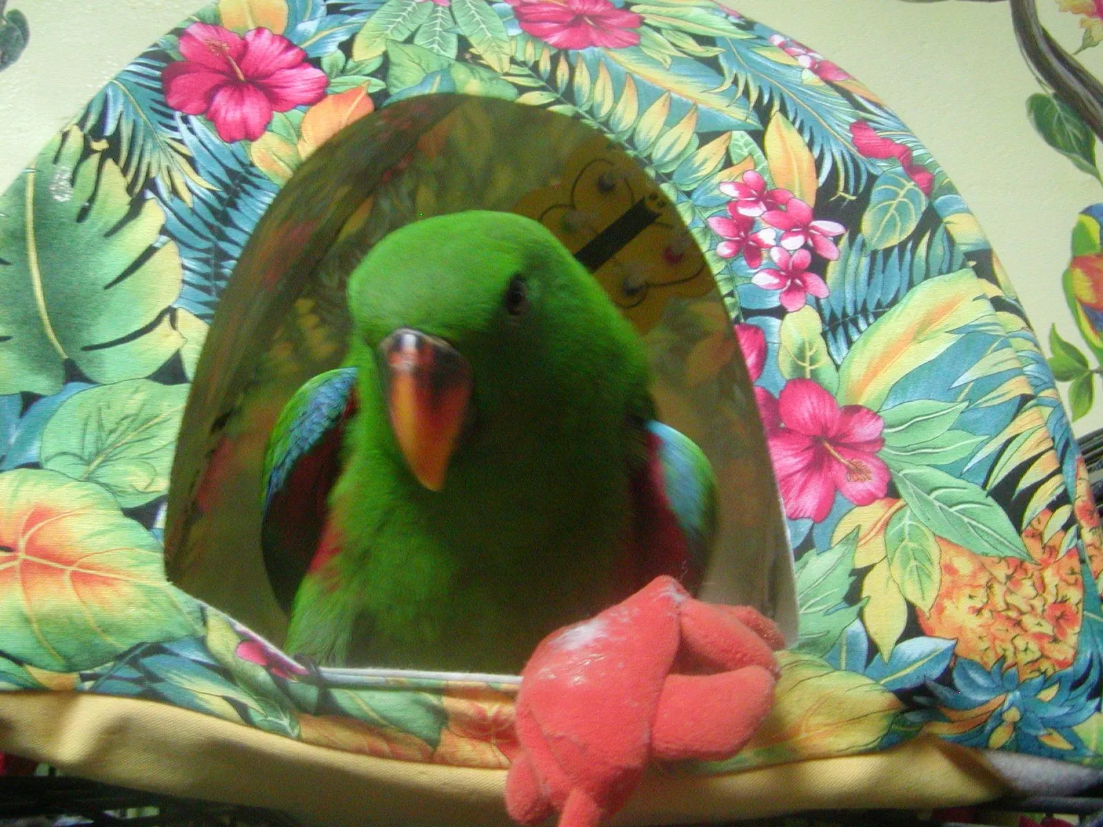 Kiwi Eclectus Parrot