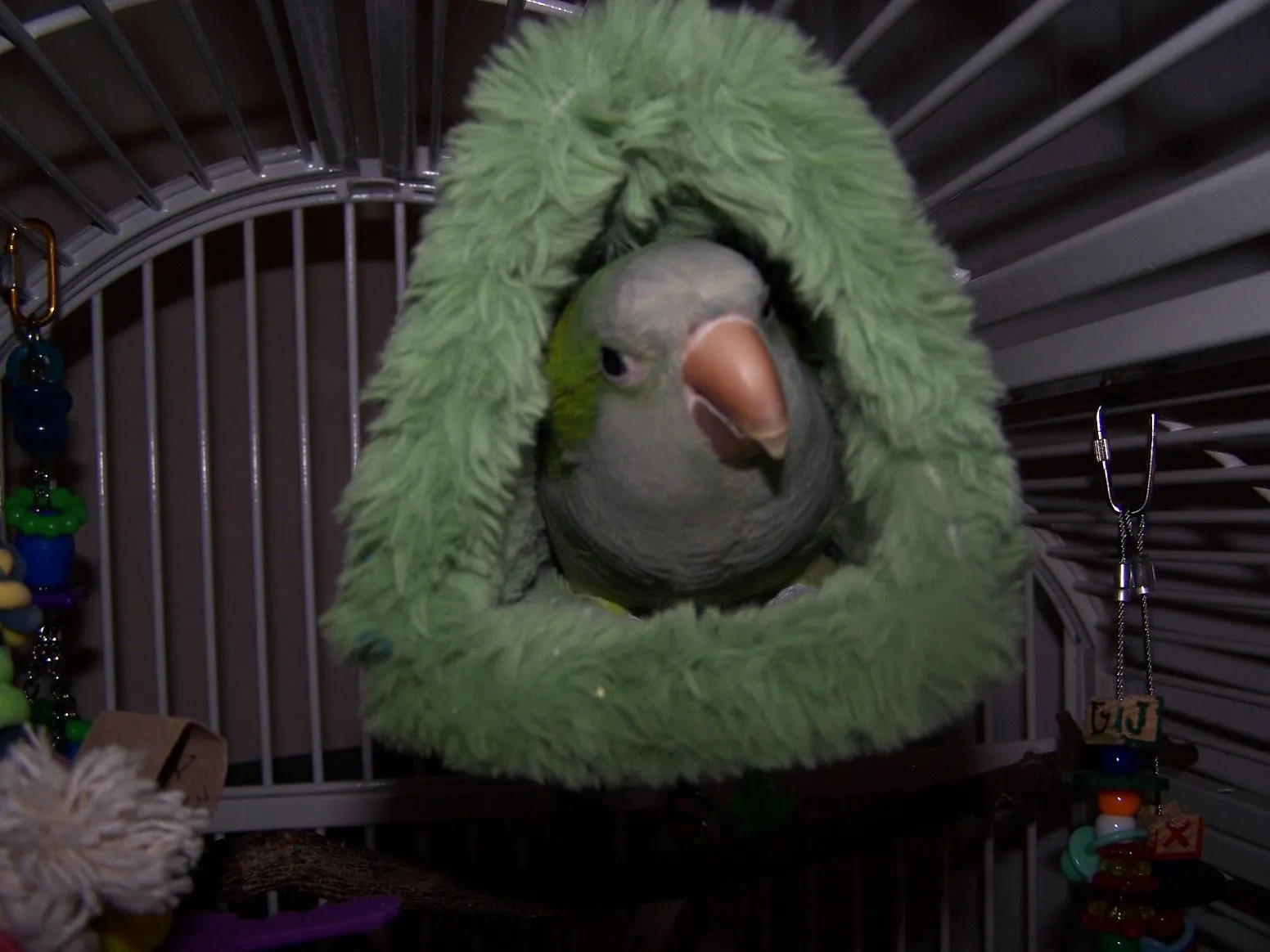Kiwi's First Day