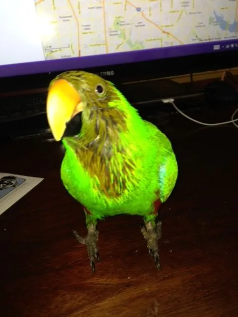 Kokomo The Drinker
