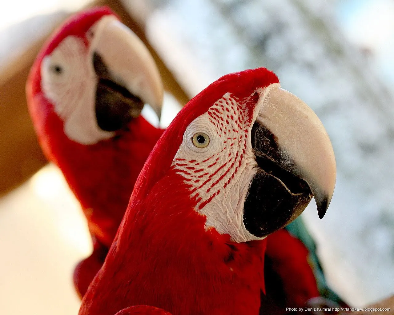 Langkawi Parrots Wallpaper 2 1280x1024