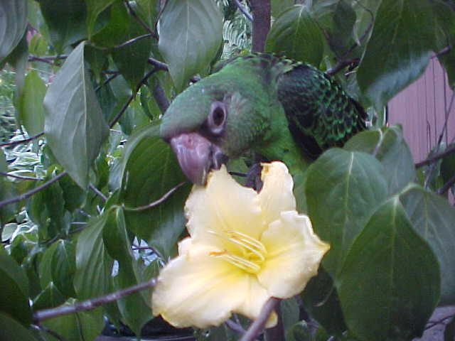 Lesser Jardines Juvenile  (Margo)