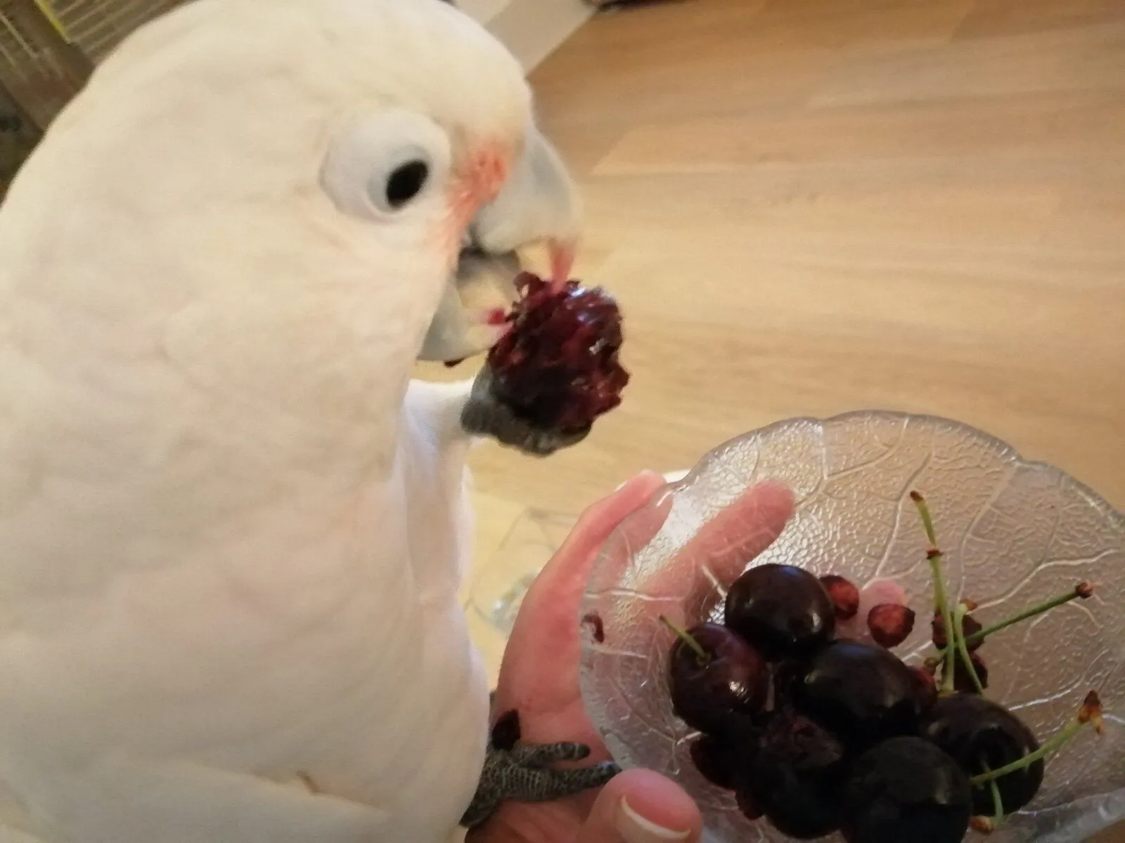 Life is just a bowl of cherries…