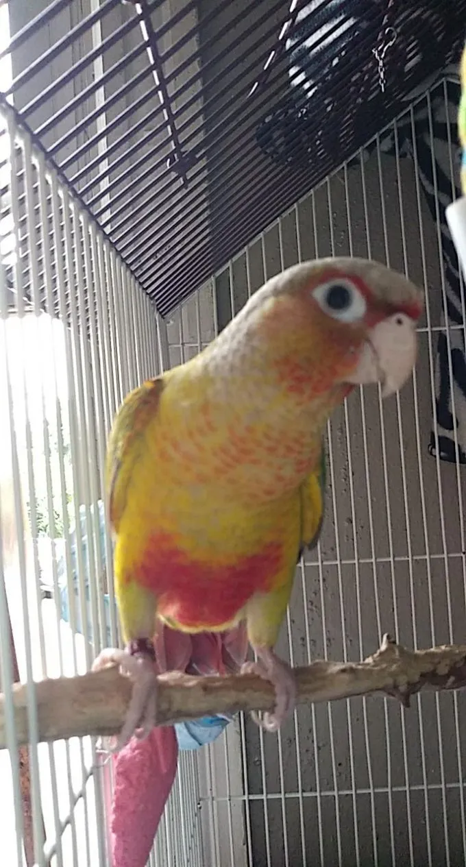 Lil P