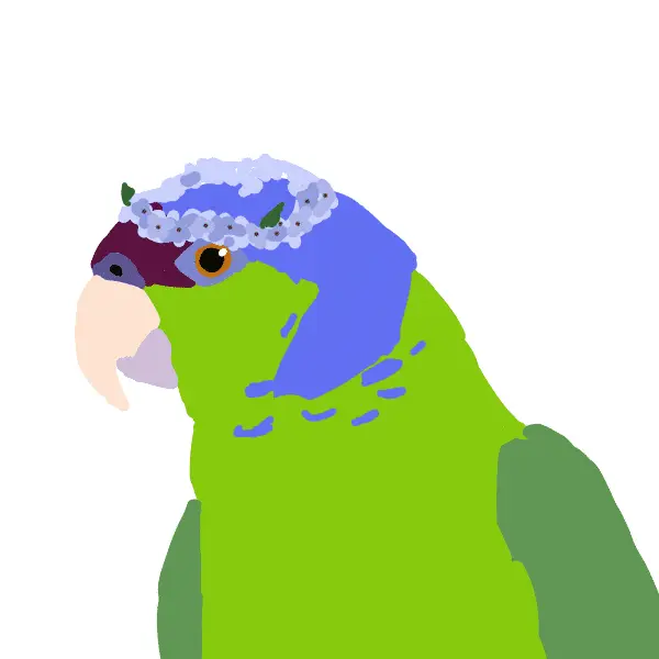 Lilac “crowned” amazon