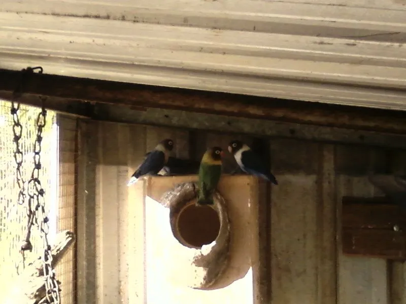 Linda Purple Black Mask Parrots