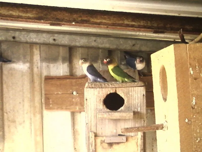 Linda Purple Black Mask Parrots