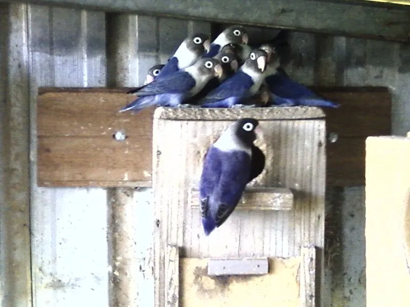 Linda Purple Black Mask Parrots